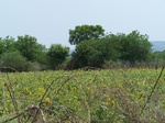 525027042008(11).JPG