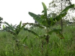 50341CIMG0970.JPG