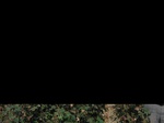 11573055-Irrigated (Surface water) cotton-b.jpg