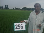 129130256a-irrigated-canal-rice-doublecrop-wheat.gif