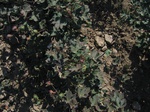 11608vp-059-Irrigated (Surface water) cotton-a.jpg