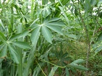 18287P1000123.JPG