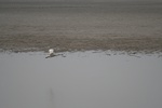 4147IMG_8784.JPG