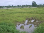 33595RIMG0260.JPG
