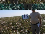 11451015-irrri-cotton-sw-1a.jpg