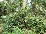 46132CIMG0421.JPG