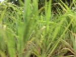 50332CIMG0961.JPG
