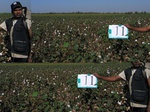 11447011-irrri-cotton-sw-1b.jpg