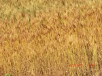 29666CIMG0950.JPG