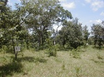 12215GT039_Savannah.JPG