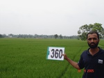 132880360c-irrigated-canal-rice-doublecrop-tripplecrop-greengram-blackgram.gif