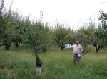 11505033-Farm land (Surface water) apricot-b.jpg
