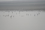 4162IMG_8799.JPG