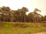 54854Berau (142).JPG