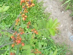 24458Colima 029.jpg