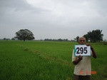 130570295d-irrigated-supplemental-major-tank-rice-doublecrop-wheat.gif