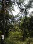 12212GT036_Savannah.JPG