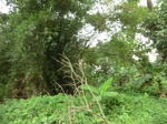 45777CIMG2862.JPG