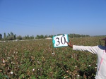 10206030-Irrigated (Surface water) cotton-a.jpg
