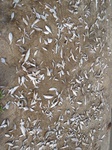 15543IMG_4613.JPG
