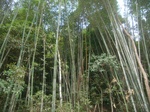 43409R0012651.JPG