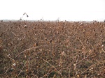 8558IMG_0382.JPG