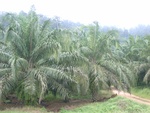 33692RIMG0310.JPG