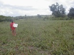 12332GT229_Imperata_infested_fallow.JPG