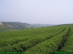 4482007-08-05_08-37-33_tag.jpg