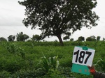 70360187c-rainfed-agriculture-mixedcrop-soyabean-gram.jpg