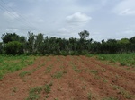 18862P1000704.JPG