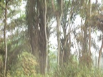 48592CIMG4929.JPG
