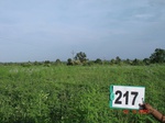 71190217b-rainfed-agriculture-soyabean.jpg