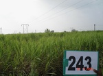 128640243a-irrigated-supplemental-groundwater-sugarcane.gif