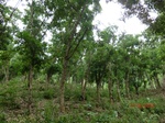 53616CIMG6982.JPG