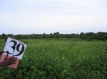 1048639-cropland-chena-mix-sesamum-main-b.gif