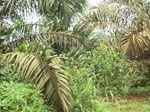 49042CIMG5379.JPG