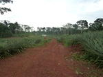 20189P1020043.JPG