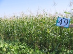 11541049-Irrigated (SW) maize-gram-strips-a.jpg