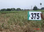 133400375d-irrigated-canal-sugarcane.gif