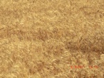 29907CIMG1476.JPG