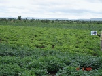 68860140d-irrigated-supplemental-major-lift-irrigation-mixedcrop-soyabean-sorghum-maize-cotton.jpg