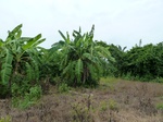 18449P1000285.JPG