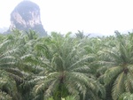 33693RIMG0311.JPG