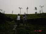 6348072b-rainfed-tea-plantation.jpg