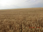 29499CIMG0809.JPG