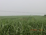 33117CIMG2352.JPG