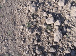 8166vp-051-Irrigated (Surface water) winter wheat-a.jpg