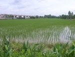33623RIMG0288.JPG