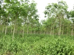 44114CIMG1299.JPG